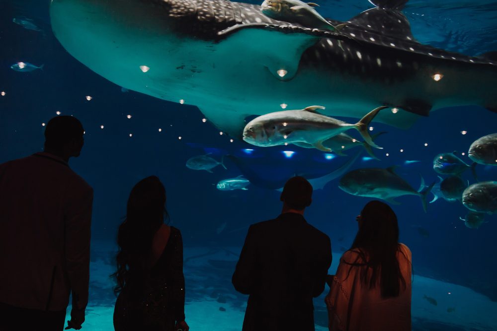 Witness the massive sea life that lives at Georgia Aquarium.